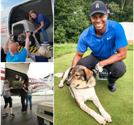 More Than 120 Pets Displaced by Central Texas Floods Flown to Safety by Tiger Woods’ Charity