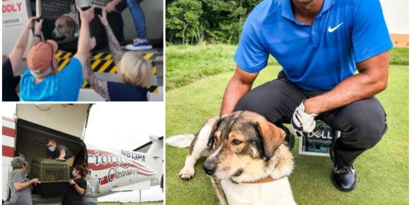 More Than 120 Pets Displaced by Central Texas Floods Flown to Safety by Tiger Woods’ Charity