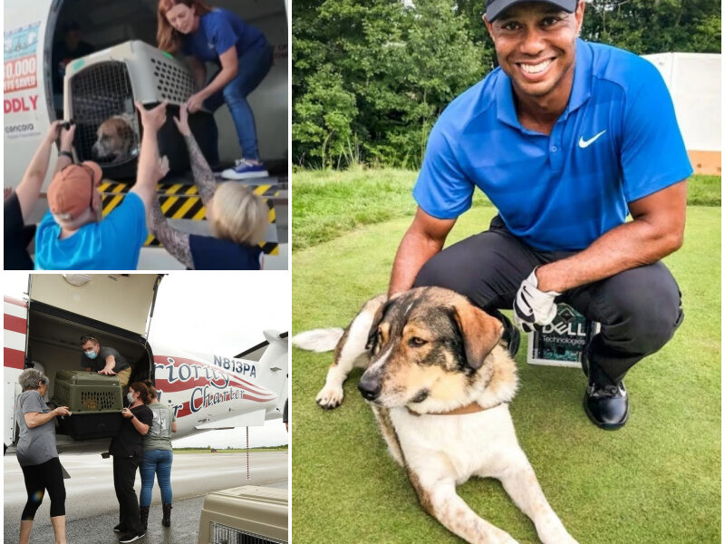 More Than 120 Pets Displaced by Central Texas Floods Flown to Safety by Tiger Woods’ Charity