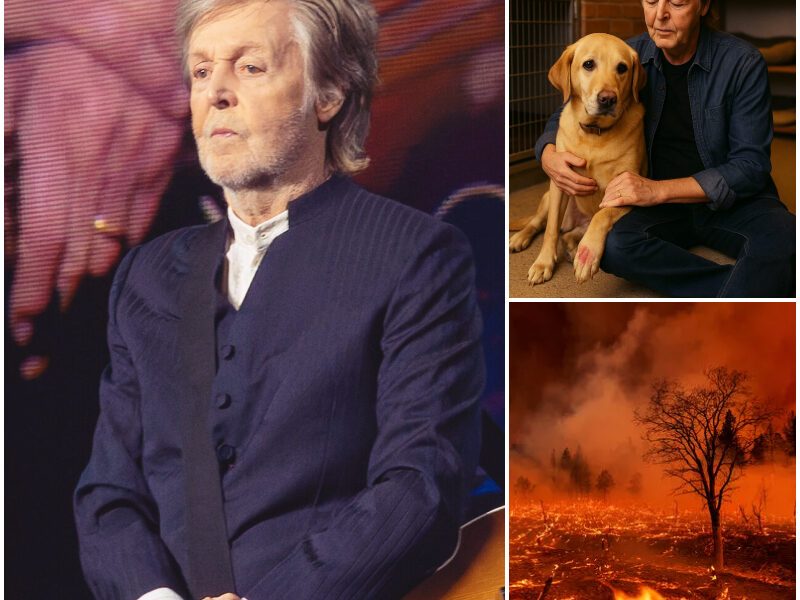 SAD NEWS: "I SAW THE SMOKE AND FELT THE PAIN”: PAUL McCARTNEY BREAKS SILENCE, ADOPTS ORPHANED CHILD AFTER GRAND CANYON WILDFIRE.
