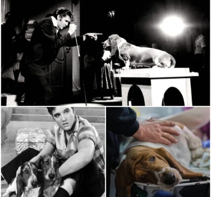 Farewell to Buddy V: The Last Living Link to Elvis Presley's Beloved Dog From rock ‘n’ roll stages to quiet backyard walks — the Presley family mourns the end of a five-generation legacy.