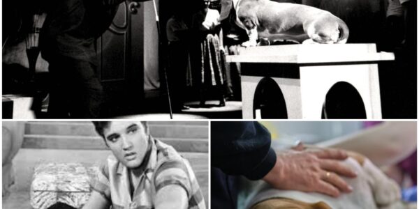 Farewell to Buddy V: The Last Living Link to Elvis Presley's Beloved Dog From rock ‘n’ roll stages to quiet backyard walks — the Presley family mourns the end of a five-generation legacy.