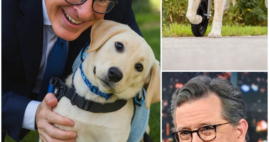 “I Couldn’t Just Leave Him There” — How Stephen Colbert Rescued a Paralyzed Dog Left to Die in a Junkyard, and Gave Him a New Life of Love, Wheels, and Purpose