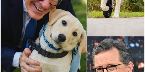 “I Couldn’t Just Leave Him There” — How Stephen Colbert Rescued a Paralyzed Dog Left to Die in a Junkyard, and Gave Him a New Life of Love, Wheels, and Purpose