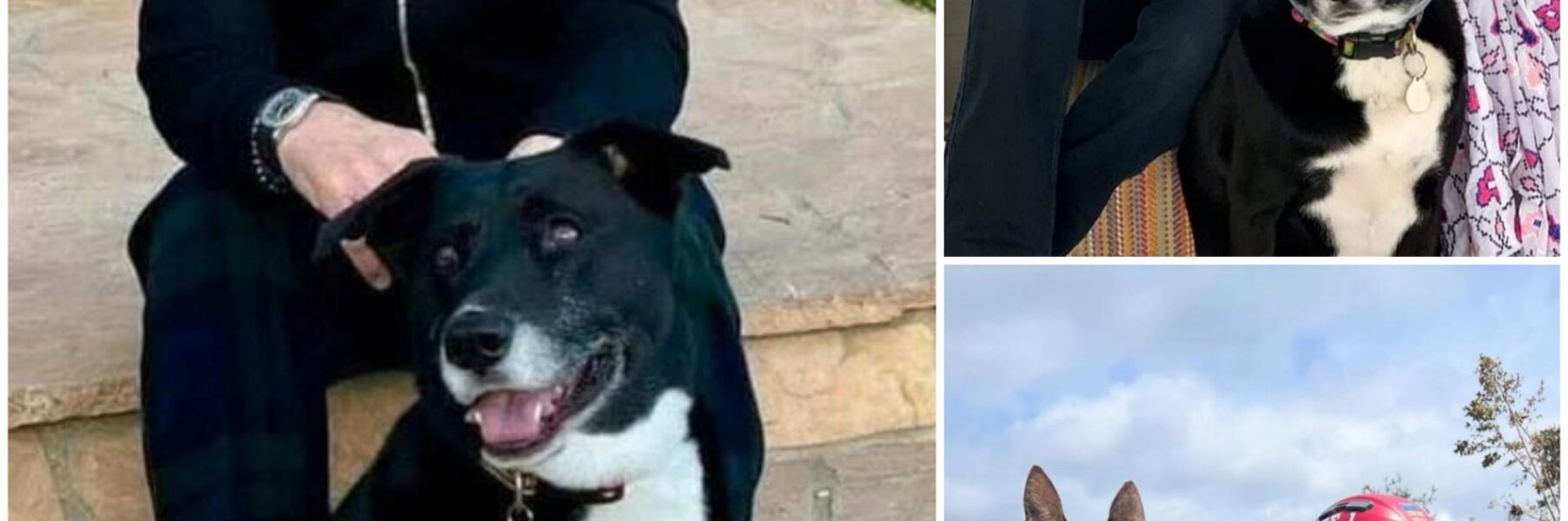 HEARTWARMING: No press, no media and in the silence and pain in Texas, only Paul McCartney and his dog are trying to find the missing victims to fulfill the last promise...