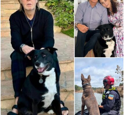 HEARTWARMING: No press, no media and in the silence and pain in Texas, only Paul McCartney and his dog are trying to find the missing victims to fulfill the last promise...