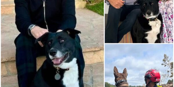 HEARTWARMING: No press, no media and in the silence and pain in Texas, only Paul McCartney and his dog are trying to find the missing victims to fulfill the last promise...