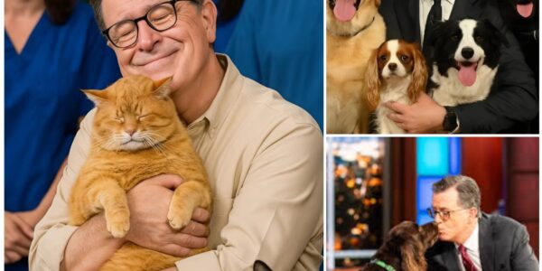 BREAKING NEWS: Stephen Colbert sets the internet ablaze with a heartwarming announcement, revealing plans to invest $10 million into building a “paradise” for stray dogs and cats.