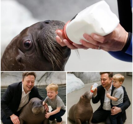 Elon Musk Visits SeaWorld With Son — What the Baby Walrus Did Next Left Everyone Speechless.
