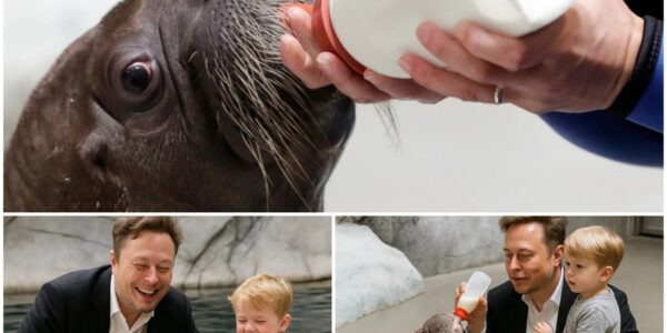 Elon Musk Visits SeaWorld With Son — What the Baby Walrus Did Next Left Everyone Speechless.