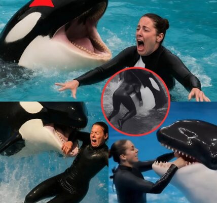 BREAKING NEWS: The thunderous cheers had barely faded, with the next round of applause yet to begin, when the entire stadium suddenly shook with a terr!fying roar. Under the dazzling lights, the veteran trainer—once always confident in the face of any challenge—was suddenly struck head-on by a massive killer whale wielding devastating force. The impact exploded like a crack of thunder, sending a towering column of white water skyward, engulfing the stage in a colossal storm of foam. Within seconds, the lively atmosphere vanished, replaced by a suffocating silence, as everyone stood frozen in shock at the scene…