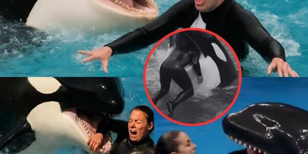 BREAKING NEWS: The thunderous cheers had barely faded, with the next round of applause yet to begin, when the entire stadium suddenly shook with a terr!fying roar. Under the dazzling lights, the veteran trainer—once always confident in the face of any challenge—was suddenly struck head-on by a massive killer whale wielding devastating force. The impact exploded like a crack of thunder, sending a towering column of white water skyward, engulfing the stage in a colossal storm of foam. Within seconds, the lively atmosphere vanished, replaced by a suffocating silence, as everyone stood frozen in shock at the scene…