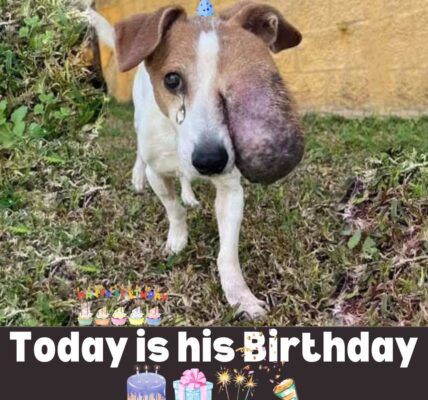 Chifa’s Journey: A New Beginning on His Special Day