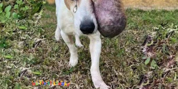 Chifa’s Journey: A New Beginning on His Special Day