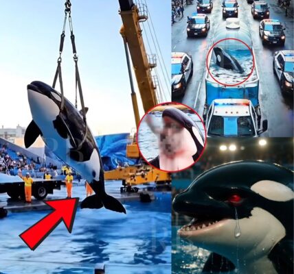 SH0CKING FAREWELL: After the tragedy, the k!ller whale was chained and taken away on a transport vehicle. But its haunting cries made even the rescuers break down…