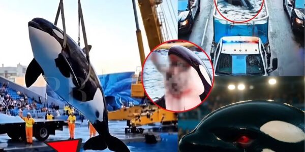SH0CKING FAREWELL: After the tragedy, the k!ller whale was chained and taken away on a transport vehicle. But its haunting cries made even the rescuers break down…