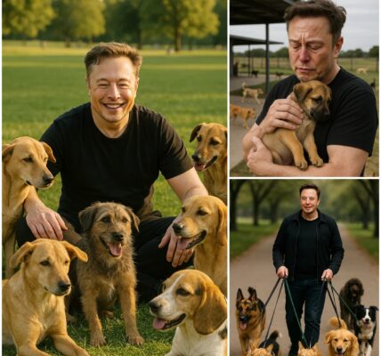BREAKING: Elon Musk just revealed his most unexpected project yet — a $20 million “dog paradise” to rescue and shelter thousands of stray dogs. Not rockets, not AI, but pure compassion — giving abandoned pets a second chance at love and life.