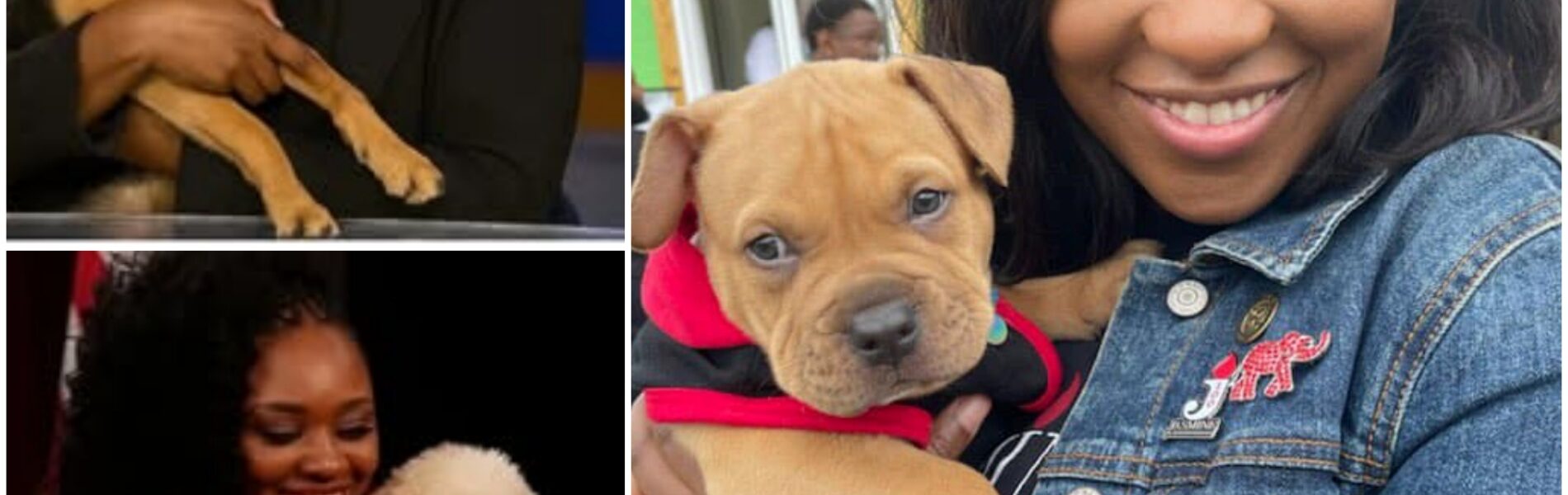 Dogtopia: Jasmine Crockett’s $5 Million Gift to America’s Forgotten Dogs