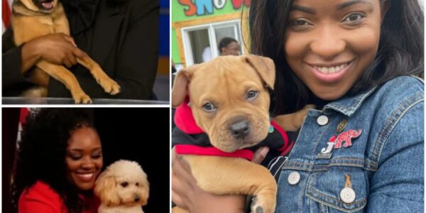 Dogtopia: Jasmine Crockett’s $5 Million Gift to America’s Forgotten Dogs