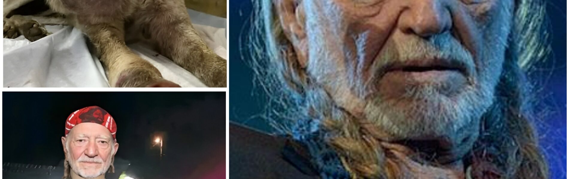 A Texas Night of Quiet Heroism: Willie Nelson, a Dog in Peril, and the Kindness That Stopped the Rain