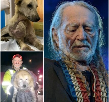 A Texas Night of Quiet Heroism: Willie Nelson, a Dog in Peril, and the Kindness That Stopped the Rain
