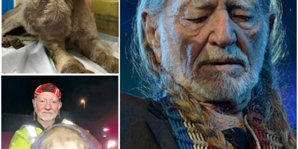 A Texas Night of Quiet Heroism: Willie Nelson, a Dog in Peril, and the Kindness That Stopped the Rain