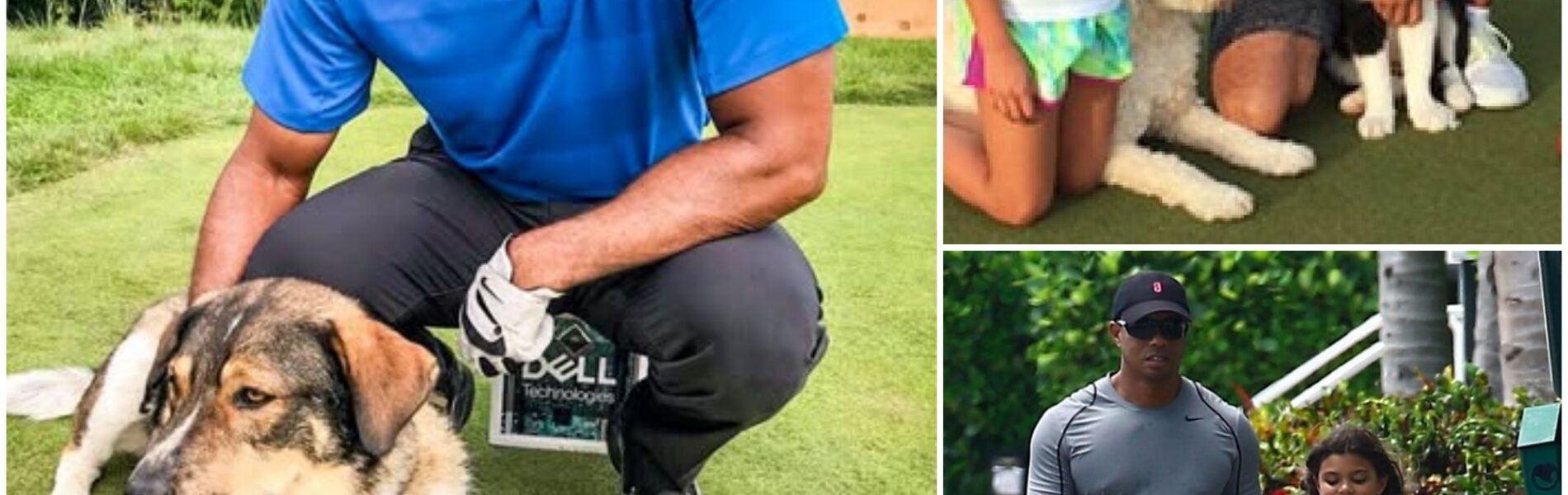 EXCLUSIVE : Tiger Woods shocks fans worldwide — he’s investing $10 MILLION to build a “RESCUER” for stray dogs, pledging to save thousands of abandoned puppies… but what he revealed next about the project left everyone completely stunned…