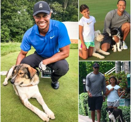 EXCLUSIVE : Tiger Woods shocks fans worldwide — he’s investing $10 MILLION to build a “RESCUER” for stray dogs, pledging to save thousands of abandoned puppies… but what he revealed next about the project left everyone completely stunned…