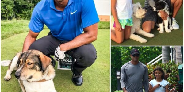EXCLUSIVE : Tiger Woods shocks fans worldwide — he’s investing $10 MILLION to build a “RESCUER” for stray dogs, pledging to save thousands of abandoned puppies… but what he revealed next about the project left everyone completely stunned…