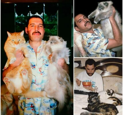 Freddie Mercury and His Feline Family: The Rock Legend’s Heartfelt Love for Cats