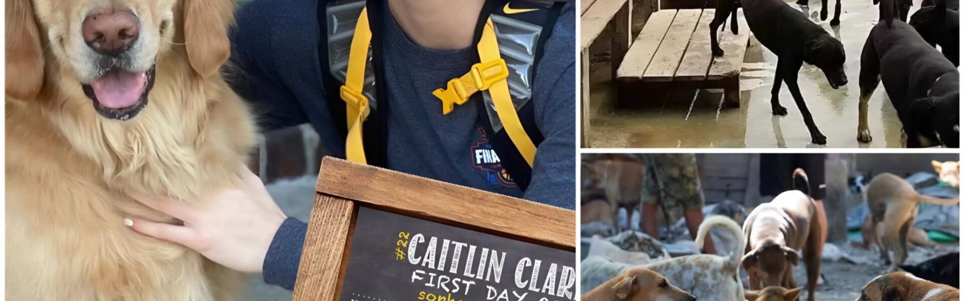 Caitlin Clark Scores Her Biggest Win Off the Court: $5 Million Sanctuary for Stray Dogs Opens in Indiana