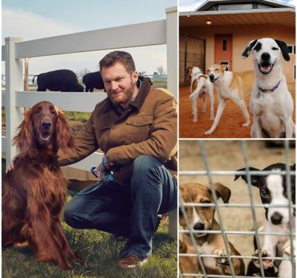 Dale Earnhardt Jr. Races Toward His Greatest Victory: $5 Million Sanctuary for Stray Dogs Opens in North Carolina