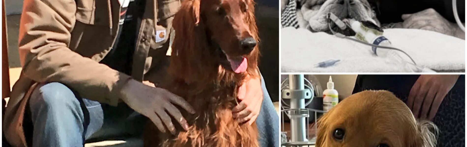 Dale Jr. has broken his silence and expressed his deep condolences to Lewis Hamilton after hearing the news of his dog's passing.And Dale Jr. has announced to fans the shocking NASCAR news that has left fans worried and praying as his beloved dog also...