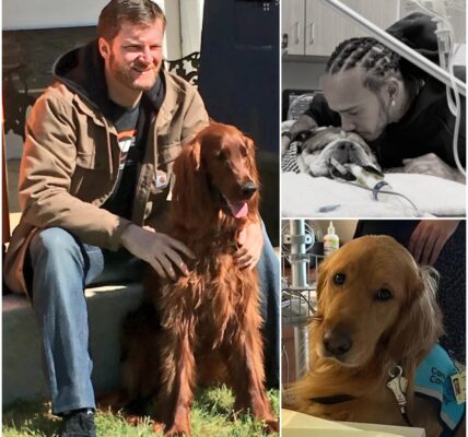 Dale Jr. has broken his silence and expressed his deep condolences to Lewis Hamilton after hearing the news of his dog's passing.And Dale Jr. has announced to fans the shocking NASCAR news that has left fans worried and praying as his beloved dog also...