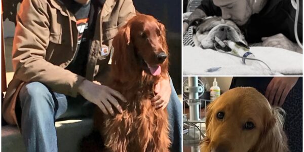 Dale Jr. has broken his silence and expressed his deep condolences to Lewis Hamilton after hearing the news of his dog's passing.And Dale Jr. has announced to fans the shocking NASCAR news that has left fans worried and praying as his beloved dog also...