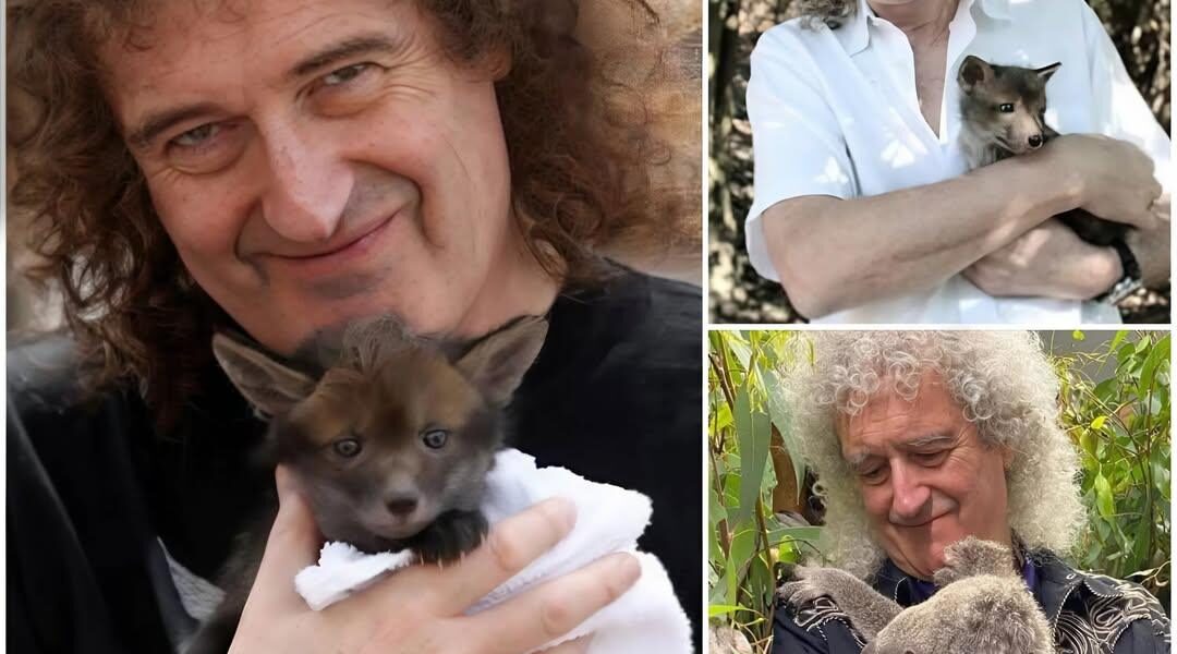 Brian May Swaps Guitar for Garden Gloves—Inside the Rock Legend’s Secret Life as a Wildlife Guardian
