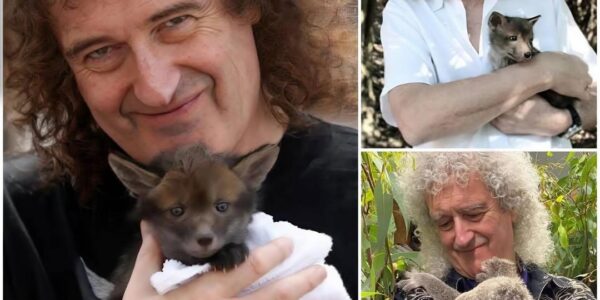 Brian May Swaps Guitar for Garden Gloves—Inside the Rock Legend’s Secret Life as a Wildlife Guardian
