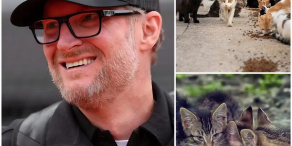 Dale Earnhardt Jr. Shifts Gears from Racing to Rescuing: NASCAR Legend Builds $5 Million Haven for Abandoned Animals