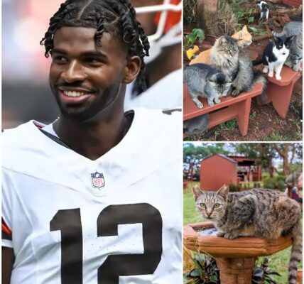 Shedeur Sanders Switches Fields from Football to Compassion: Browns Quarterback Pledges $5 Million to Build Sanctuary for Abandoned Animals
