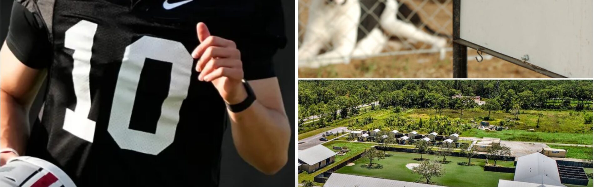 Breaking News: julian sayin leaves internet stunned after revealing his $4 million mission to save abandoned dogs