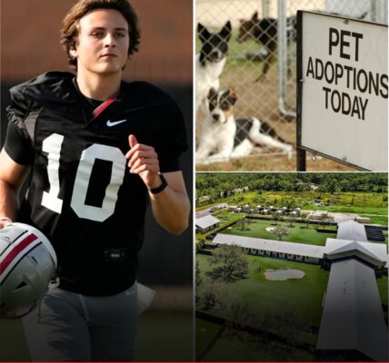 Breaking News: julian sayin leaves internet stunned after revealing his $4 million mission to save abandoned dogs