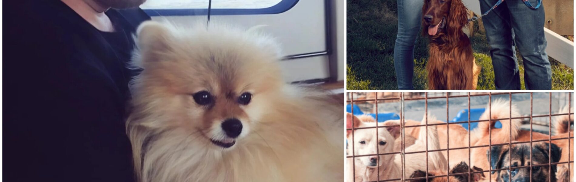 Dale Earnhardt Jr. quietly walked into a small North Carolina animal rescue shelter on the verge of closing — with just 48 hours left before all the dogs inside would face an uncertain fate.