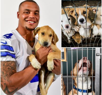 Dak Prescott’s Quiet Rescue: How a Cowboys Star Saved 39 Forgotten Lives