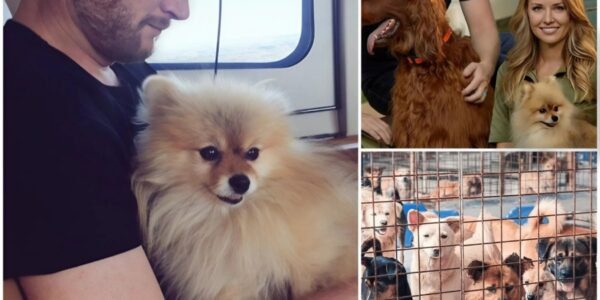 Dale Earnhardt Jr.’s Quiet Act of Kindness: The NASCAR Legend Who Saved 39 Dogs — and a Failing Shelter…