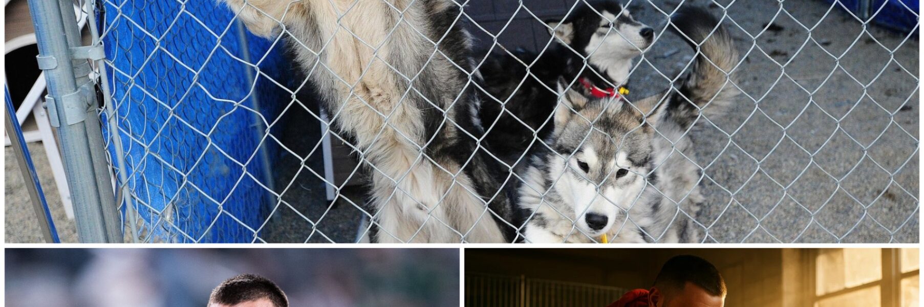 “Everyone Deserves a Team”: Travis Kelce Quietly Saves 39 Dogs from a Closing Shelter