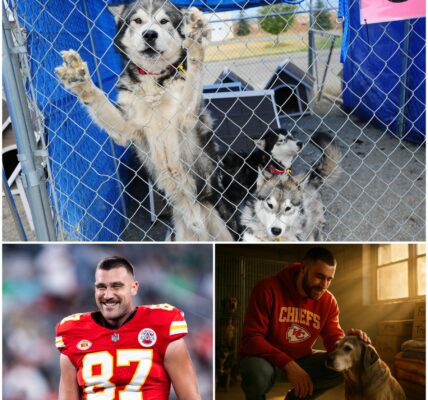 “Everyone Deserves a Team”: Travis Kelce Quietly Saves 39 Dogs from a Closing Shelter