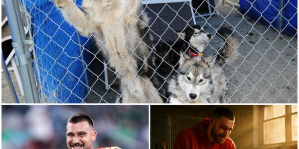 “Everyone Deserves a Team”: Travis Kelce Quietly Saves 39 Dogs from a Closing Shelter