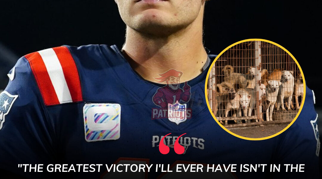 HEARTWARMING STORY: Drake Maye Launches “Puppy Haven” Sanctuary for Stray Dogs in New England