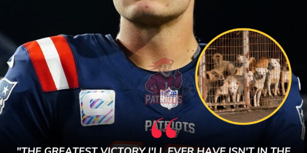 HEARTWARMING STORY: Drake Maye Launches “Puppy Haven” Sanctuary for Stray Dogs in New England