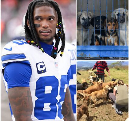 CeeDee Lamb’s Greatest Touchdown Yet — A $5 Million Sanctuary Giving Stray Dogs a Second Chance at Life